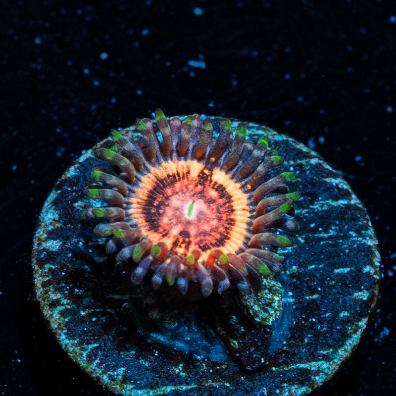 Valkyrie Zoanthid