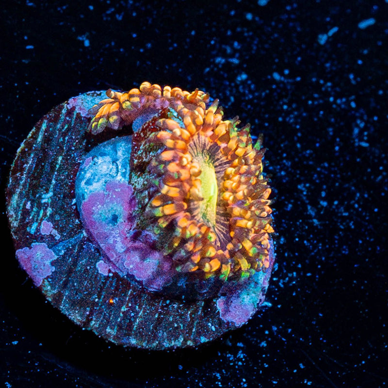 Bozo Birthday Zoanthid