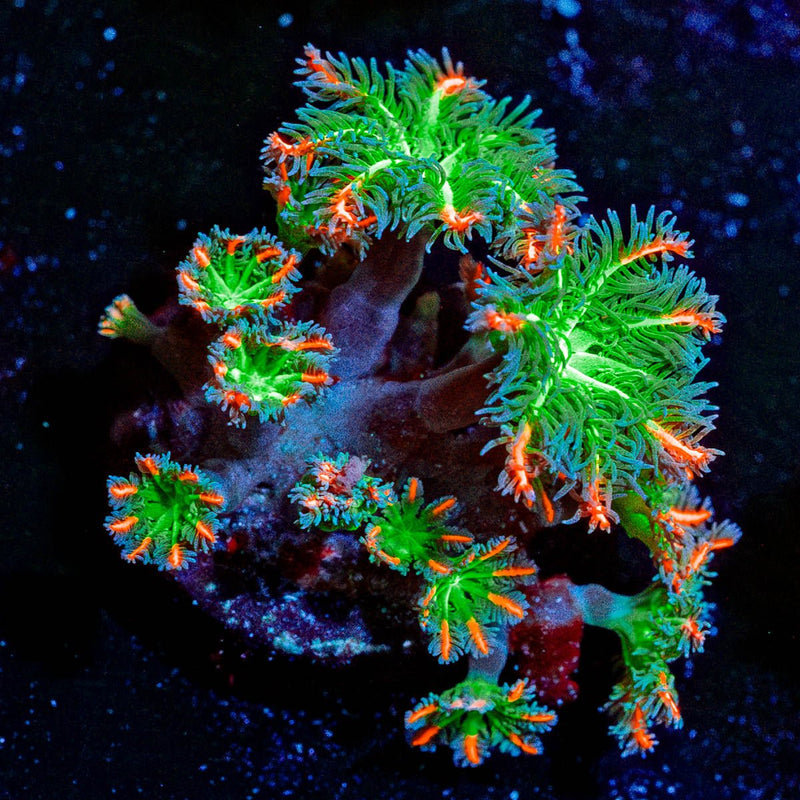 ARC Firework Clove Polyps
