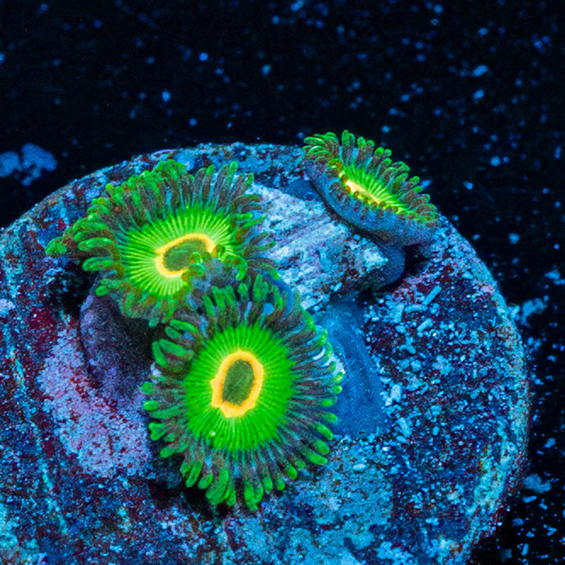 Ultra Rastas Zoanthid