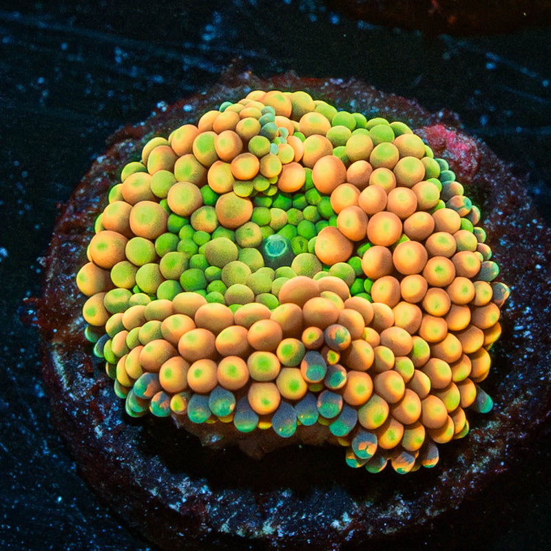 Ultra FL Ricordea Mushroom