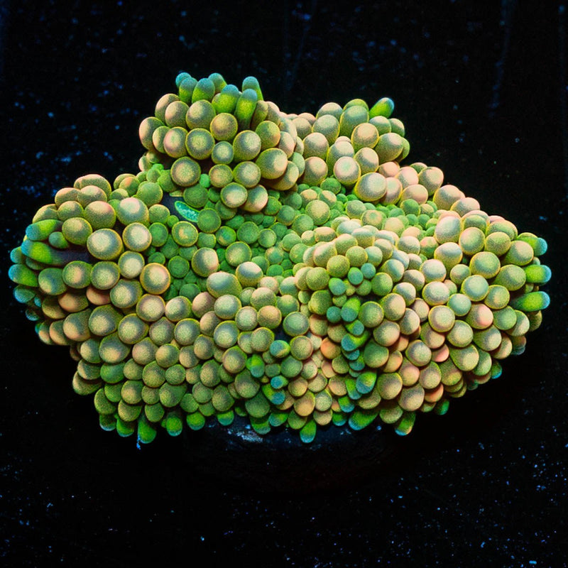 Ultra FL Ricordea Mushroom