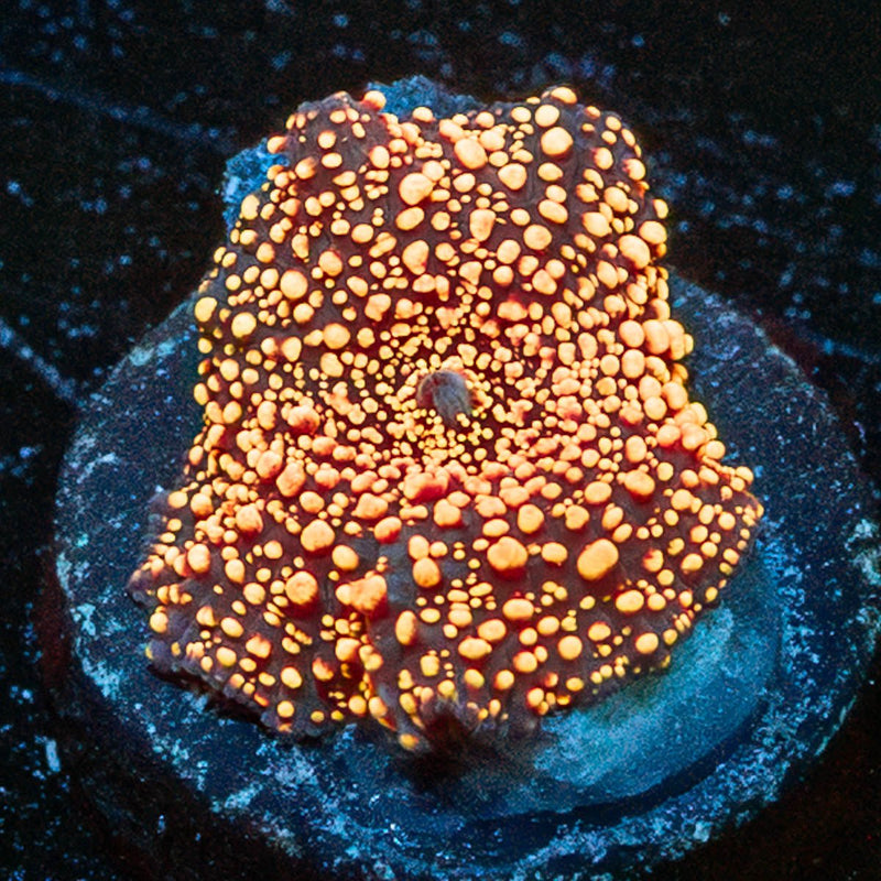 Interstellar Mushroom