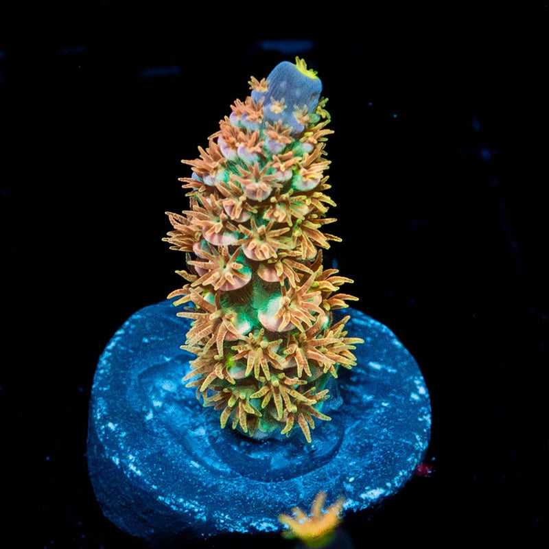 WD JR Acropora