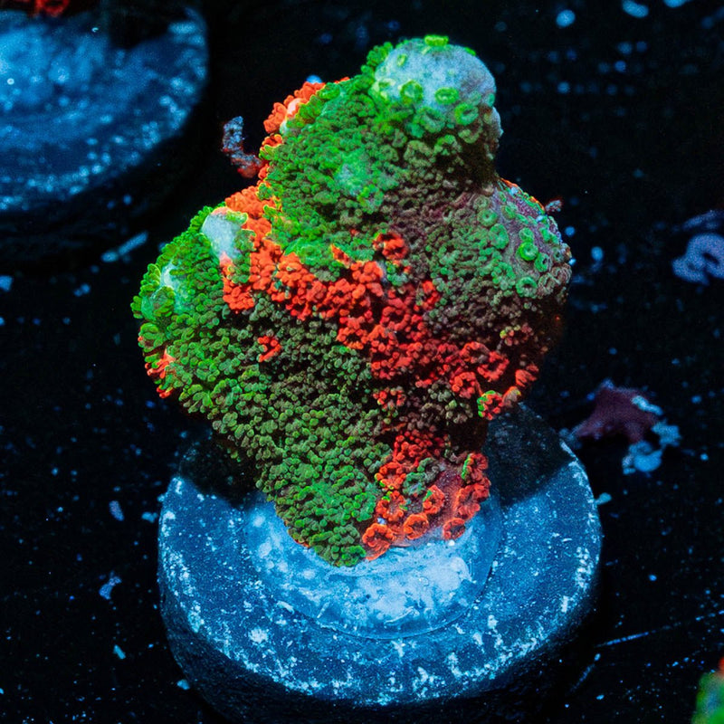 Contraband Grafted Montipora digitata