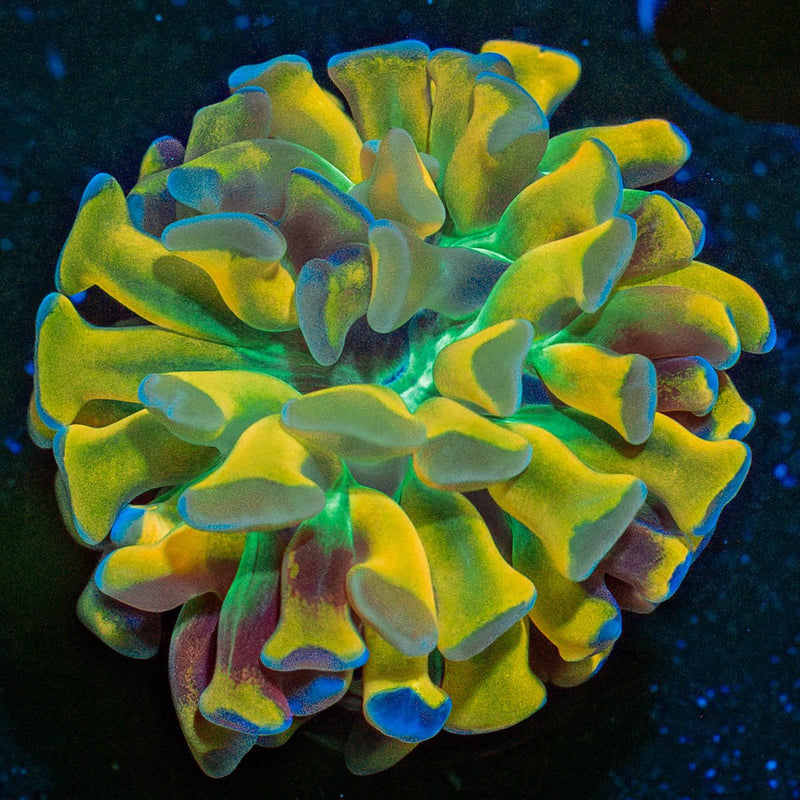 Crown Royal Hammer Euphyllia