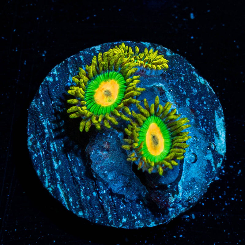 Rasta Zoanthid