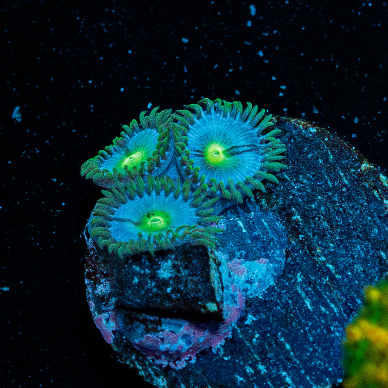 Blue Jay Zoanthid