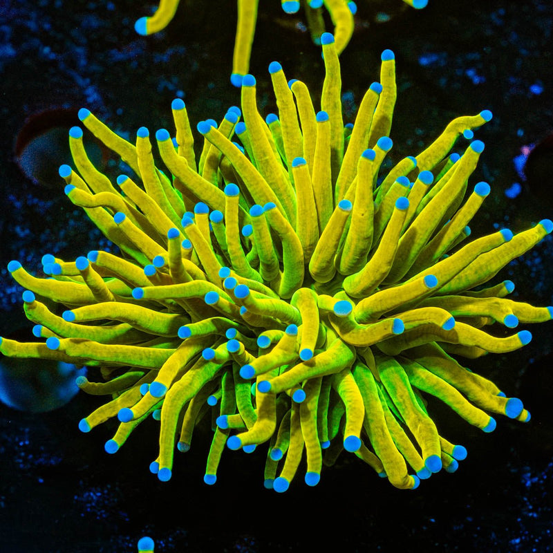 Holy Grail Torch Euphyllia