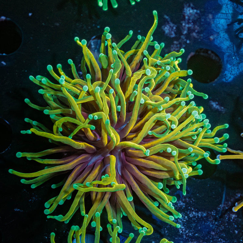 Blow Torch Euphyllia