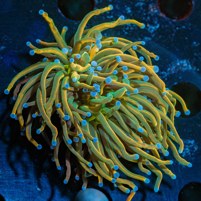 Dark Souls Torch Euphyllia