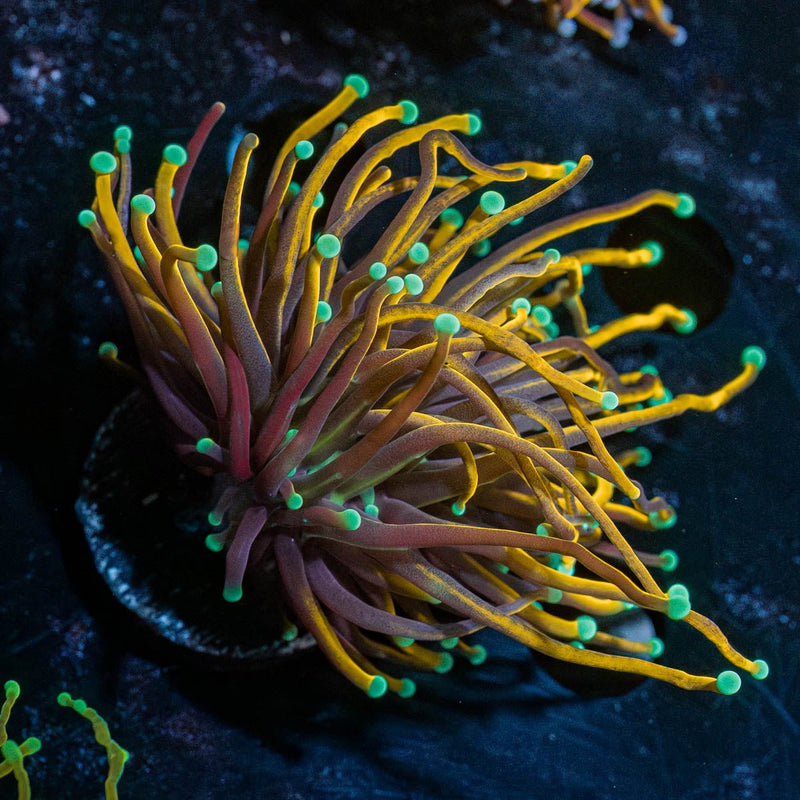 Jester Torch Euphyllia
