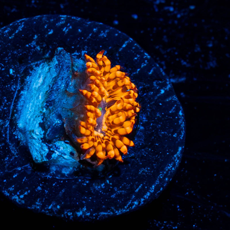 Utter Chaos Zoanthid