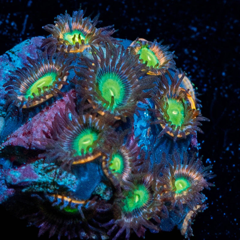 Plasma Zoanthid