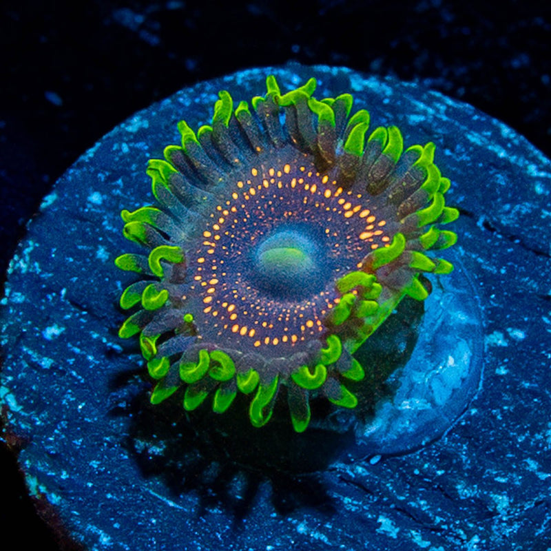 Psychosis Zoanthid