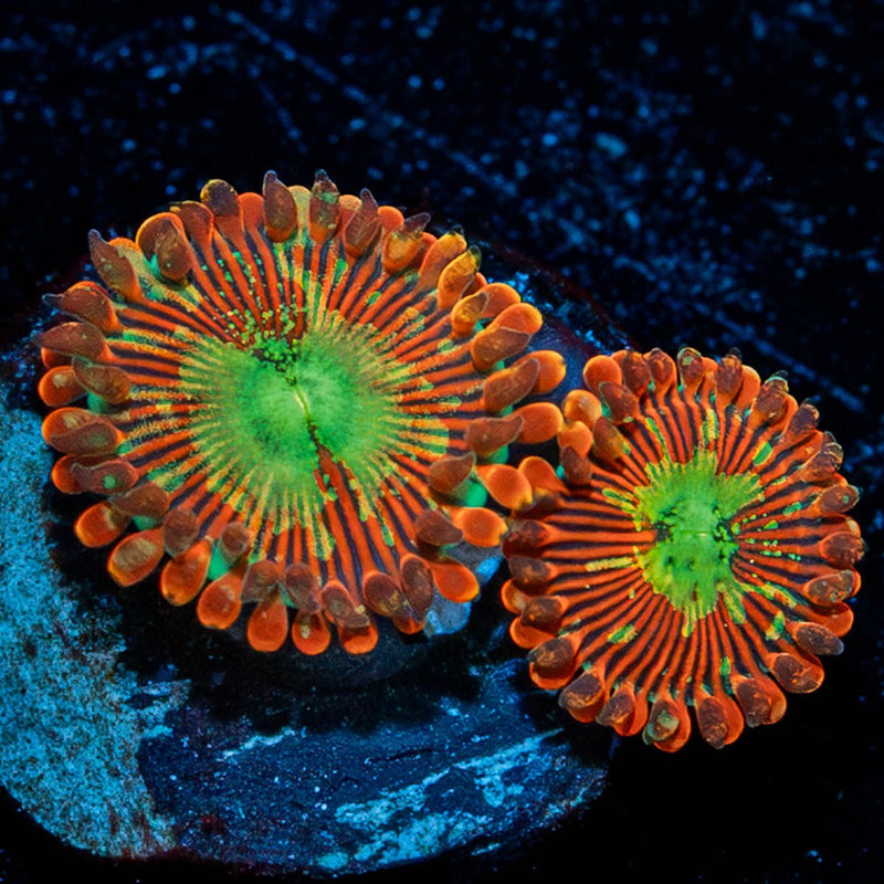 Dark Magicians Zoanthid