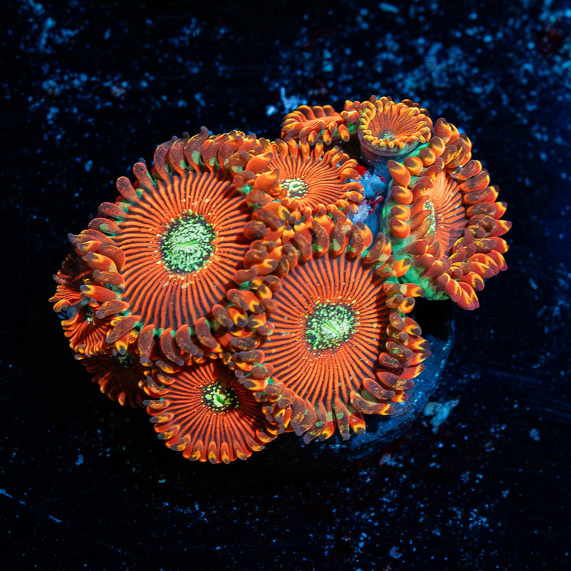 Dark Magicians Zoanthid
