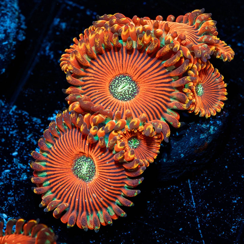 Dark Magicians Zoanthid