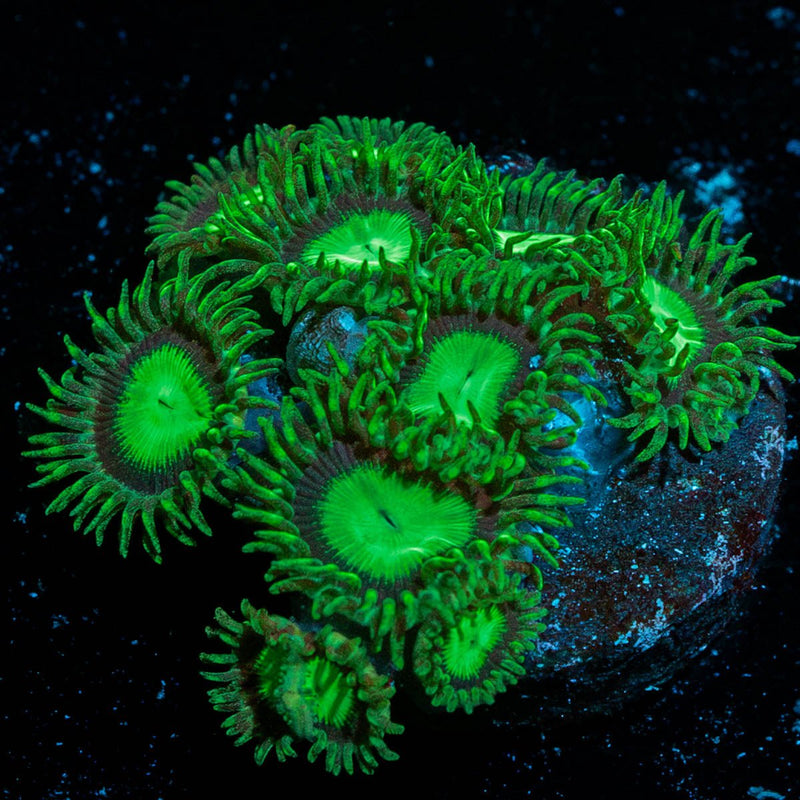 Lost Emerald Zoanthid