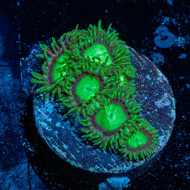 Lost Emerald Zoanthid