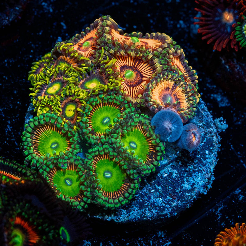 Zoanthid Combo Plug