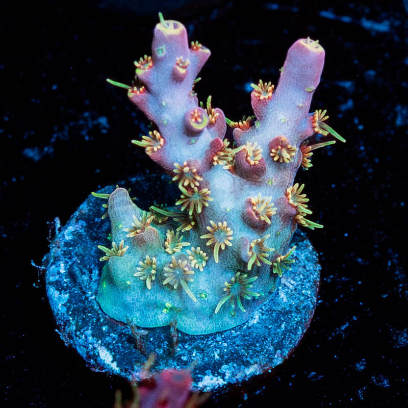 Buzz Lightyear Acropora