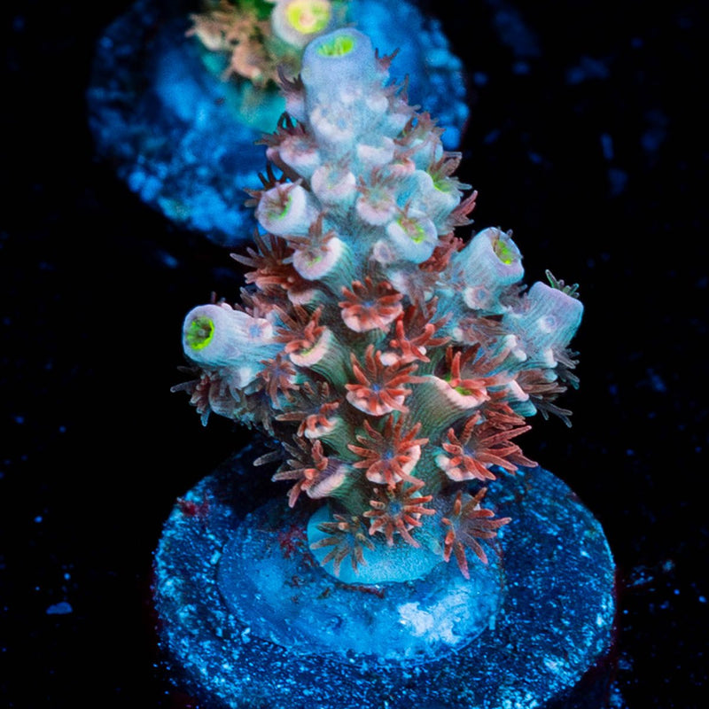 Globe Master Tenuis Acropora