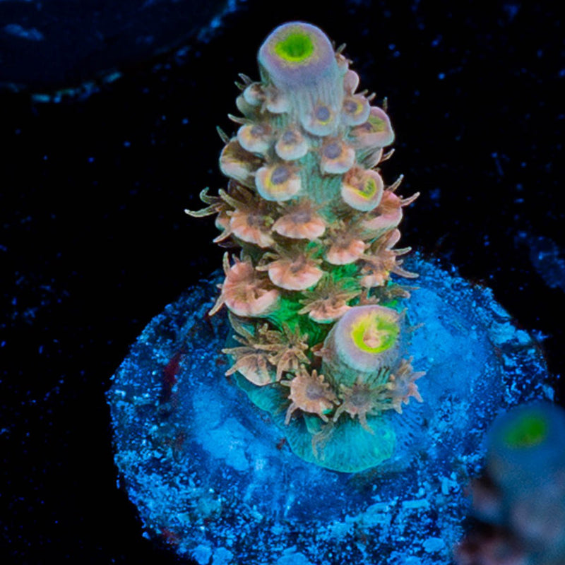 Chevron Tenuis Acropora