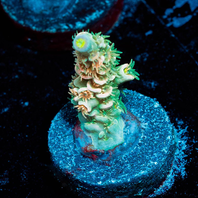 Chevron Tenuis Acropora