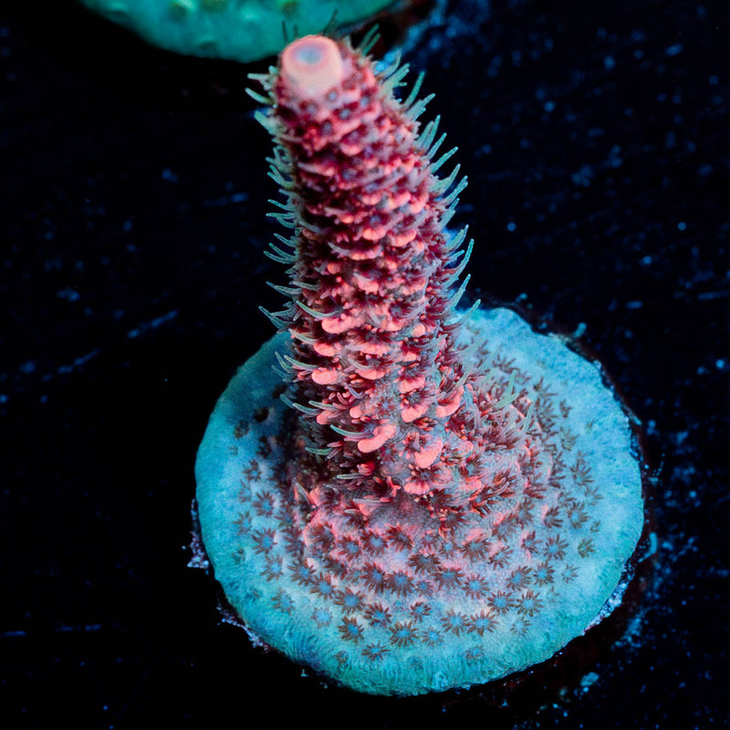 Judge Judy Millepora