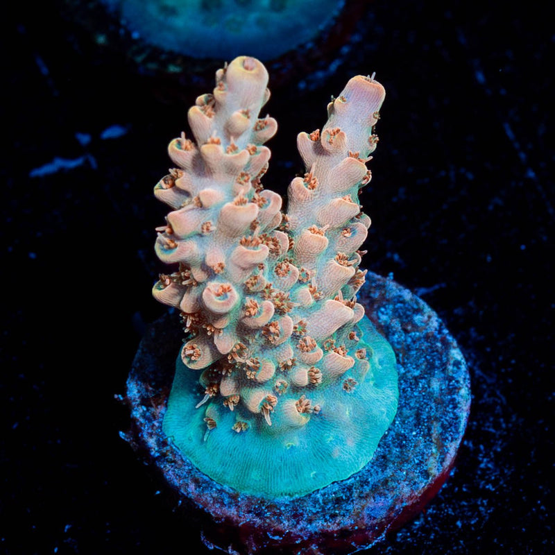Temporal Distortion Acropora