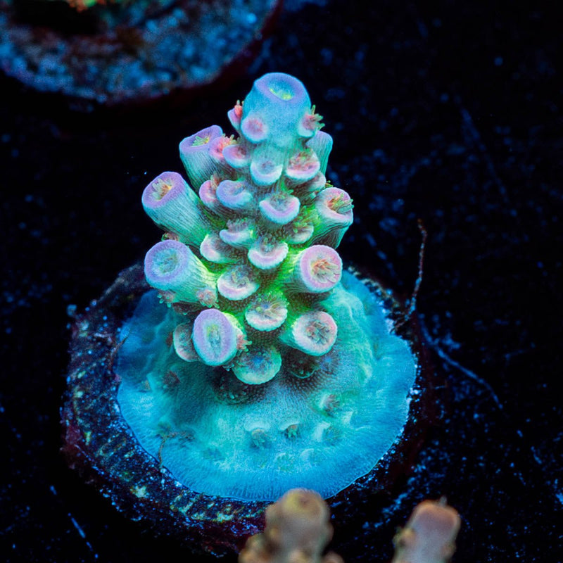 Water Colors Tenuis Acropora
