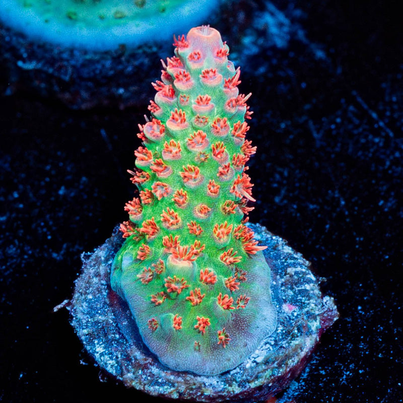Princess Peach Acropora