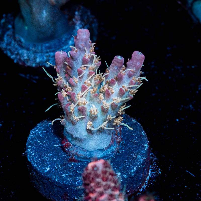 Buzz Lightyear Acropora