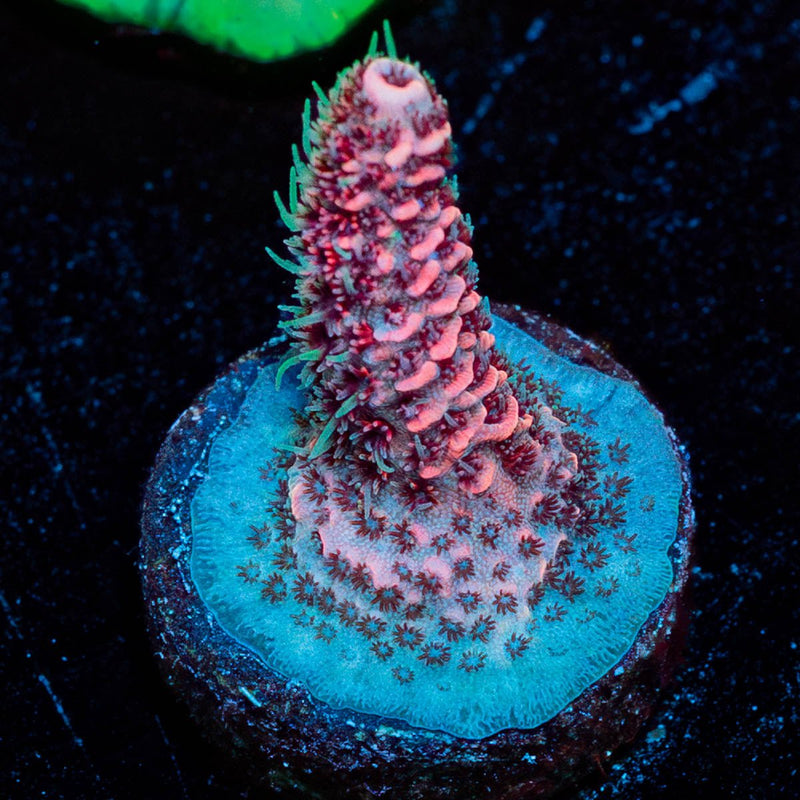 Judge Judy Millepora