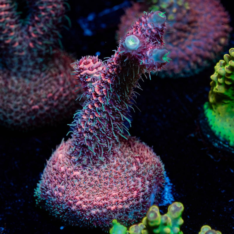 Judge Judy Millepora