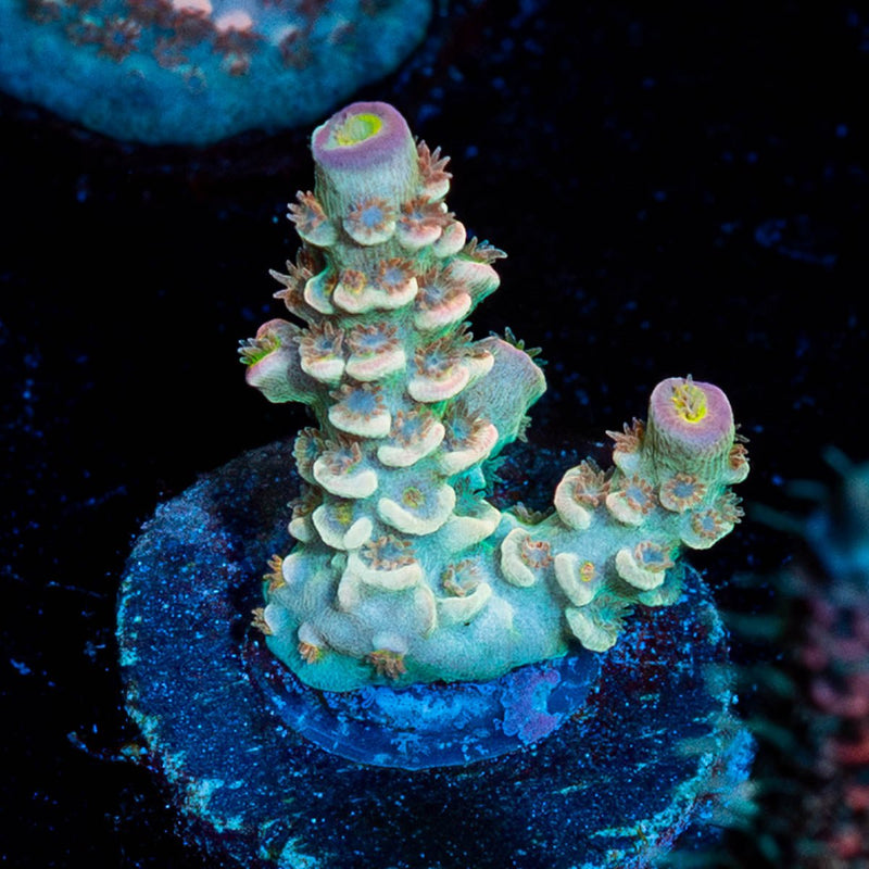 Chevron Tenuis Acropora