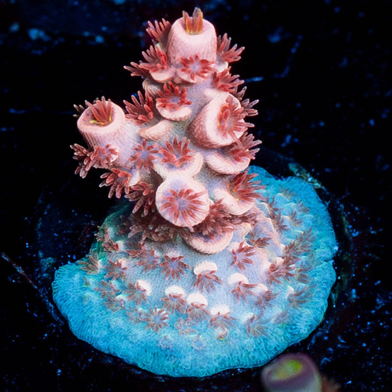 King Kai Acropora