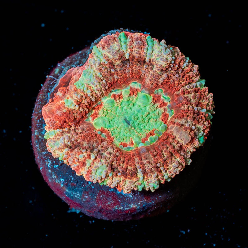 Red Panda Asian Acan