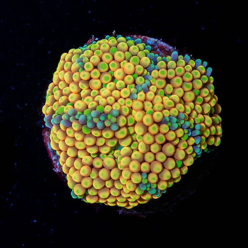 Ultra FL Ricordea Mushroom