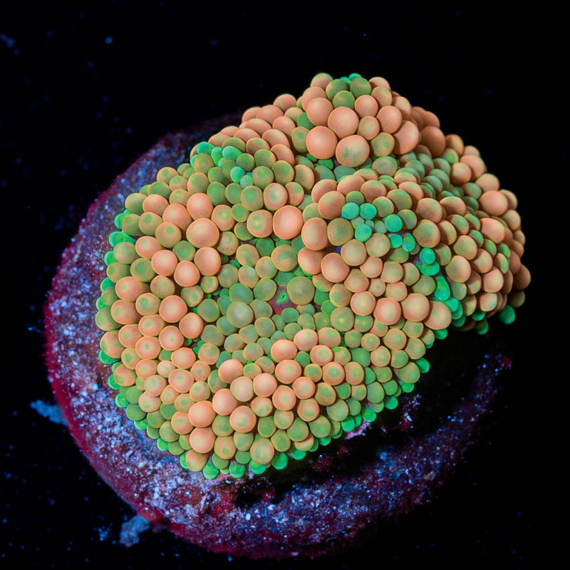 Ultra FL Ricordea Mushroom