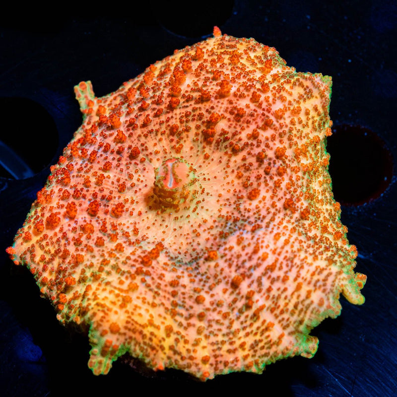 Metallic Peach Neglecta Umbrella Mushroom