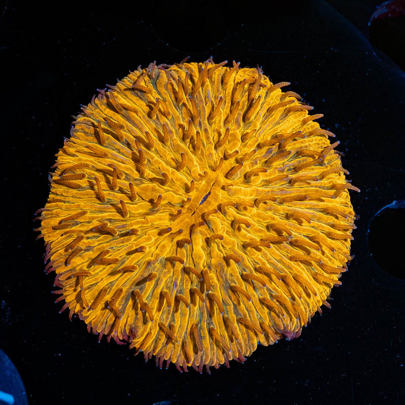 Orange Plate Fungia