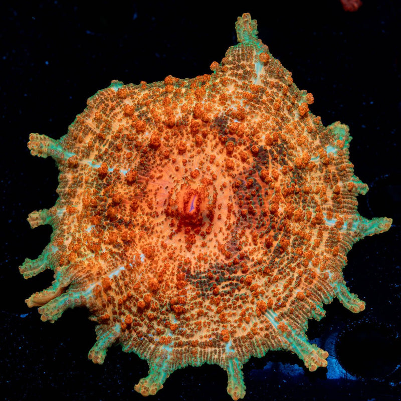 Metallic XL Mushroom