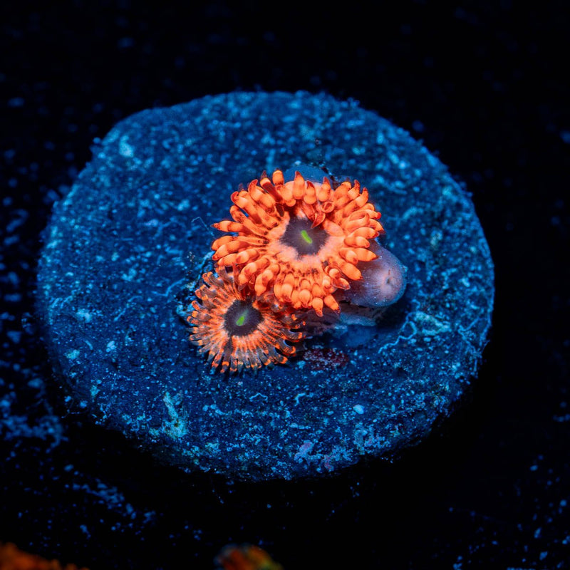 Utter Chaos Zoanthid