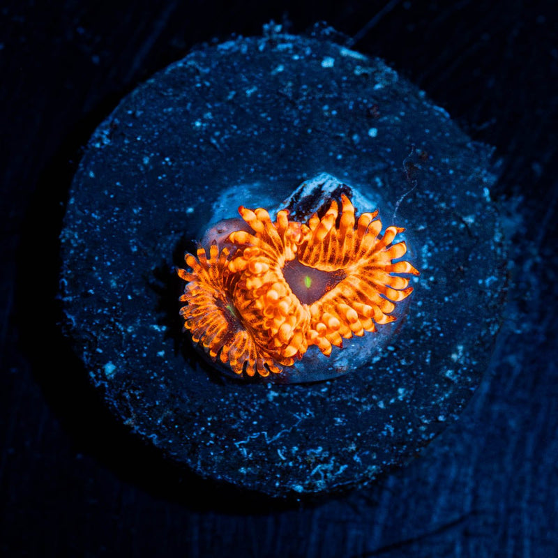 Utter Chaos Zoanthid