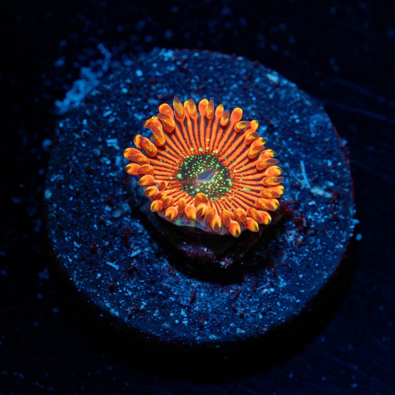 Magicians Zoanthid