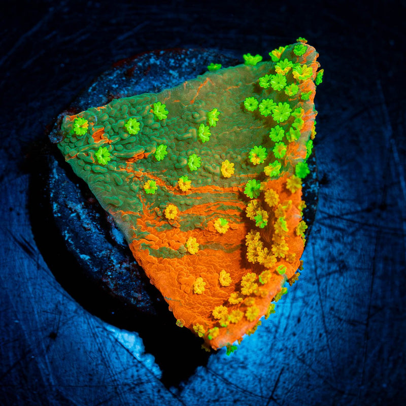 WWC Sunfire Grafted Montipora