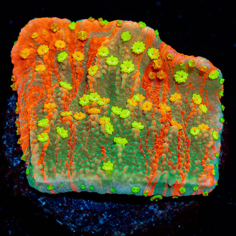 WWC Grafted Sunfire Montipora