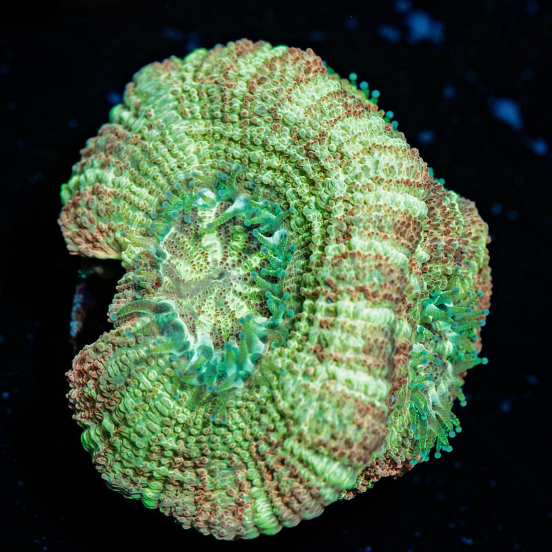 MoonLight Asian Acan
